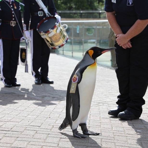 人間にへこへこ頭下げられるペンギン様