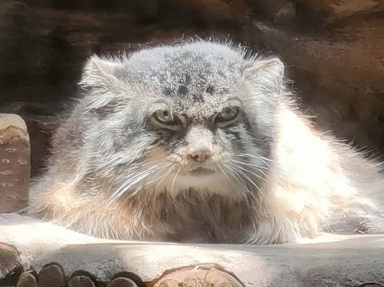 はるばる来たぜ上野動物園!!