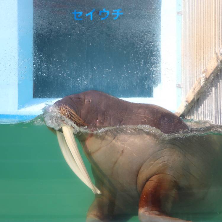 もも