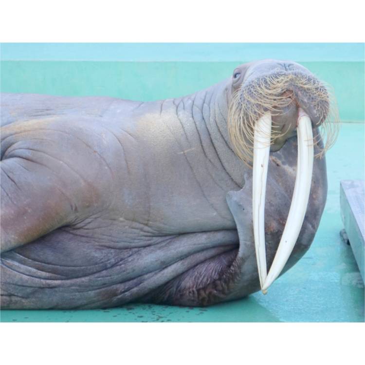 もも