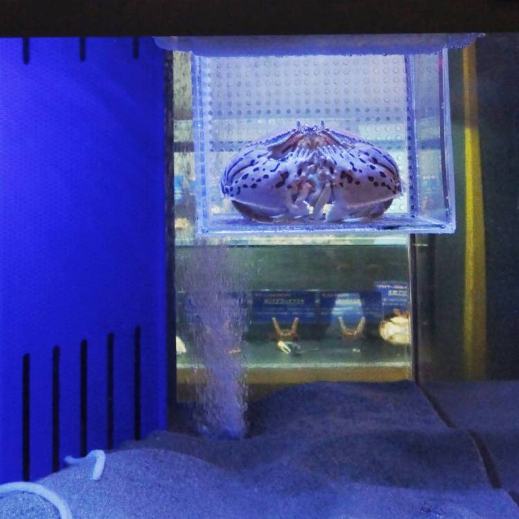もも