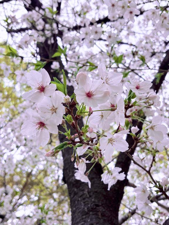 桜観れました！