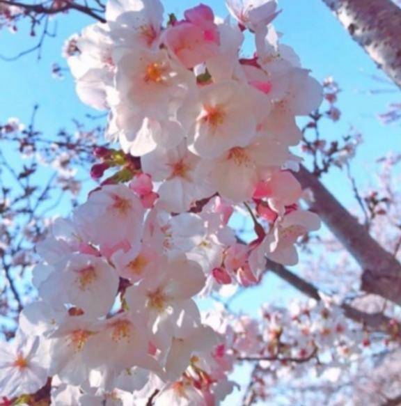 ? : 今この時?桜の“一生”を...