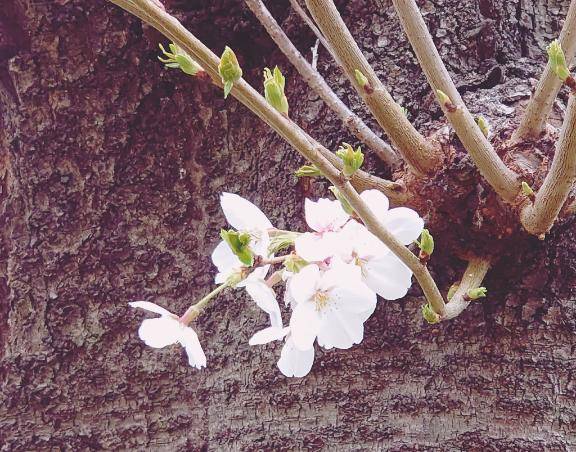 おはようございます