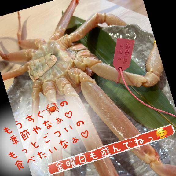 アリガトデスト、ジカイハキンヨウビッ