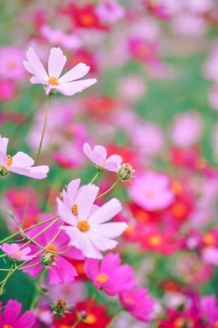 ♡お礼&次回出勤♡ゆめの♡