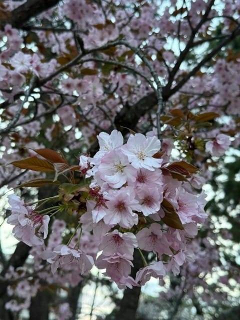 □みゆう