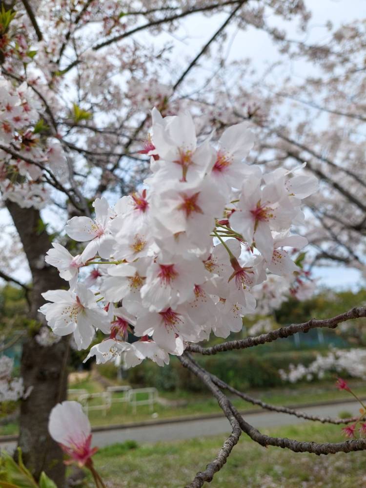 さあや（土山熟女・美少女ならココ！）