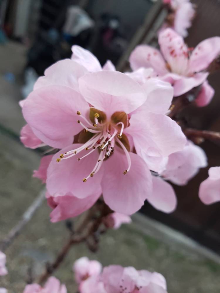 お久しぶりの出勤です🌸