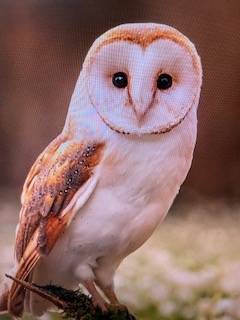 必ずご来院前にお電話