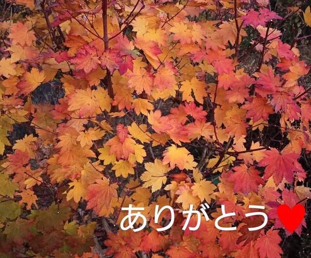 次回16日(土)10:00～17:00出勤します。