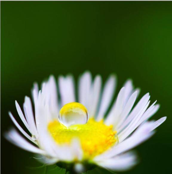 庭に　咲いてる花