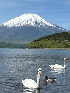富士山と白鳥