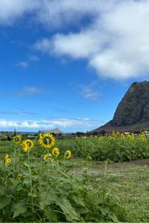 ハワイ向日葵畑