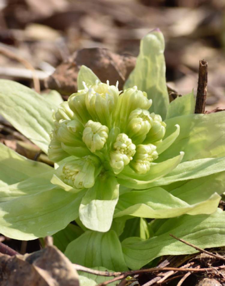 款冬華（ふきのはなさく）