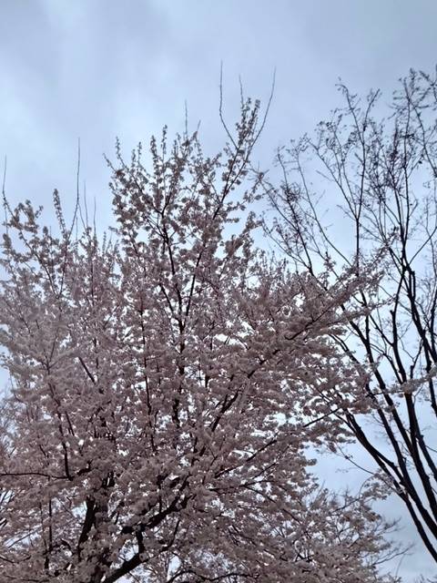 夜に思う「濡れる艶やか桜」