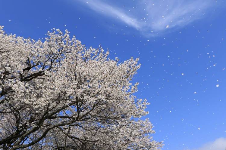 午後に思う「休日の桜便り」