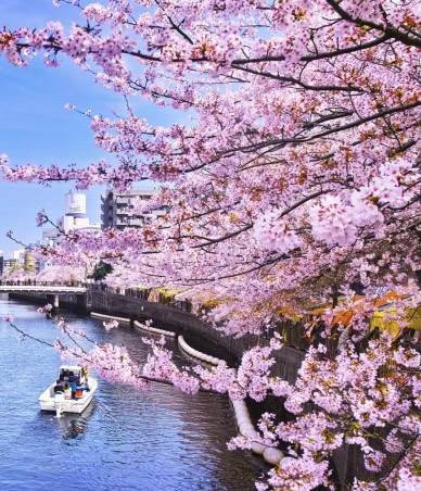夕方に思う「桜祭り」
