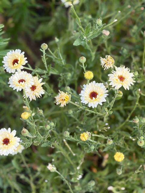 午前中に思う「太陽の花嫁」