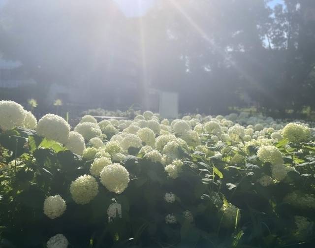 6/26