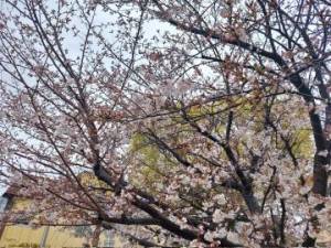 雨の中の桜🌸