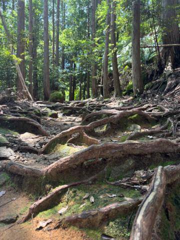 自然の中🌲