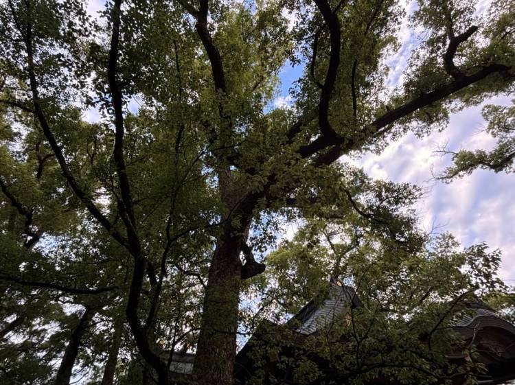 朔日詣り⛩️新月🌑