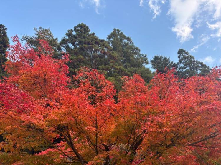 紅葉🍁