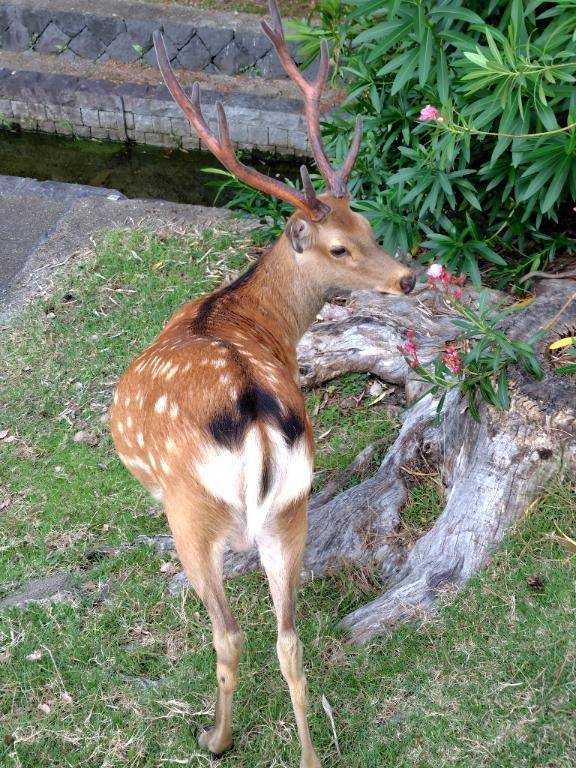 🦌💓