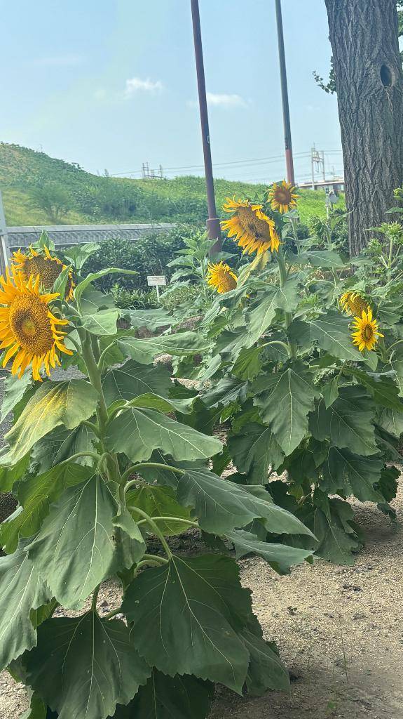 この後の受付枠😺