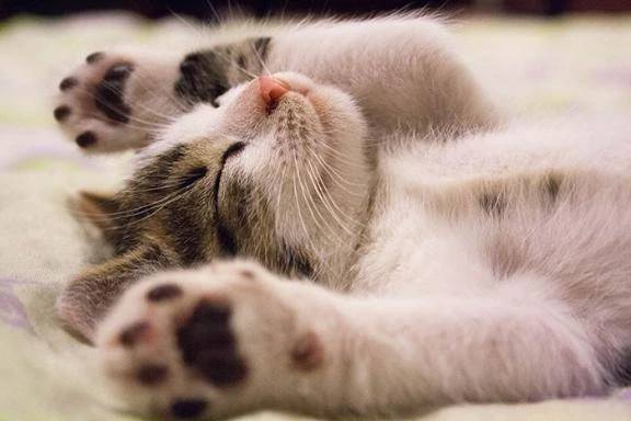 😺の苦手なこと…