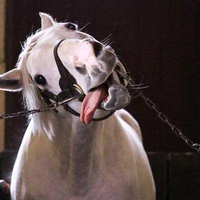 ウマ娘🏇