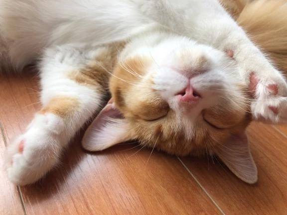 受付終了🐈‍⬛