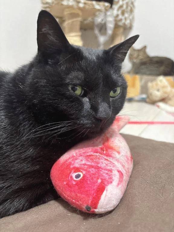 次回明日水曜日🈵