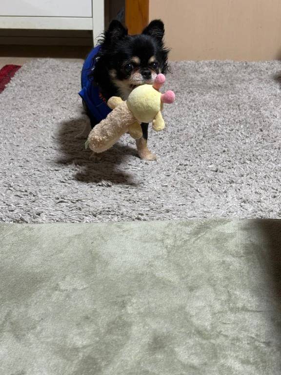 スーパームーン🌕