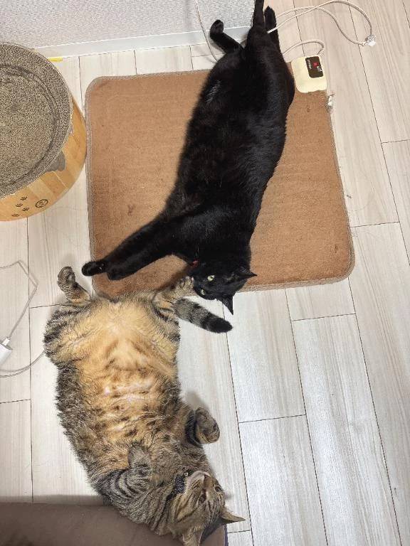 次回出勤火曜日🈳