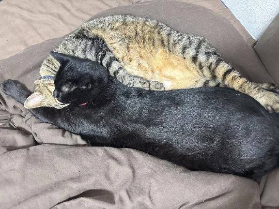 次回明日月曜日🈳