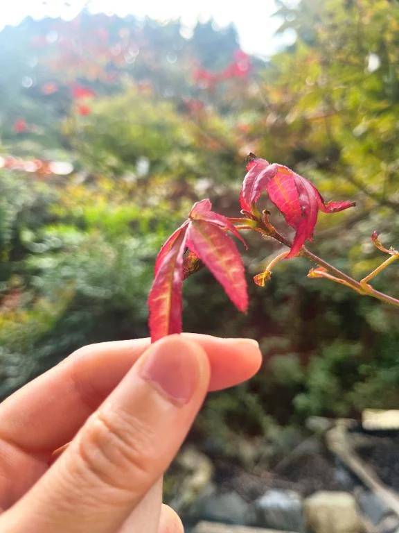 お久しぶりです*･