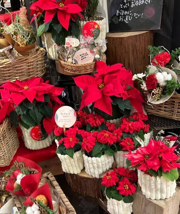 ❤️🌰❤️🎄メリクリ🎄❤️🌰❤️