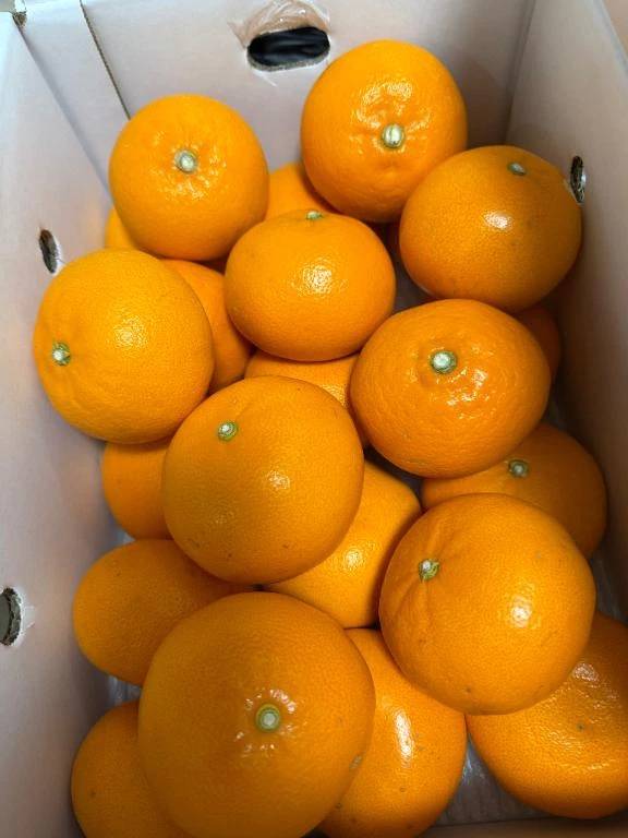 🍊ことにっき🍊