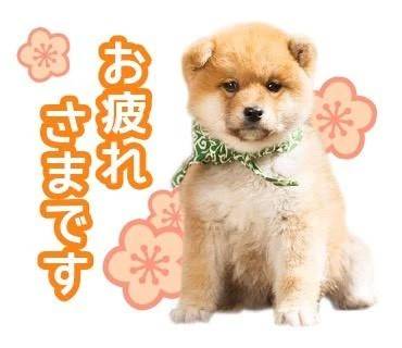 💓本日完売💓