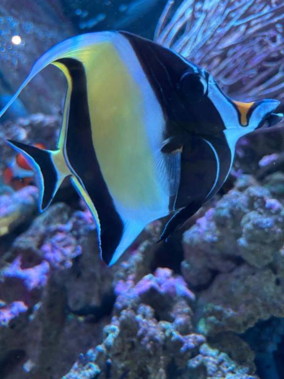 ぐっともーにんぐ！