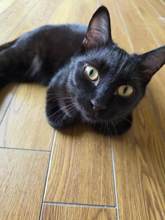 本日