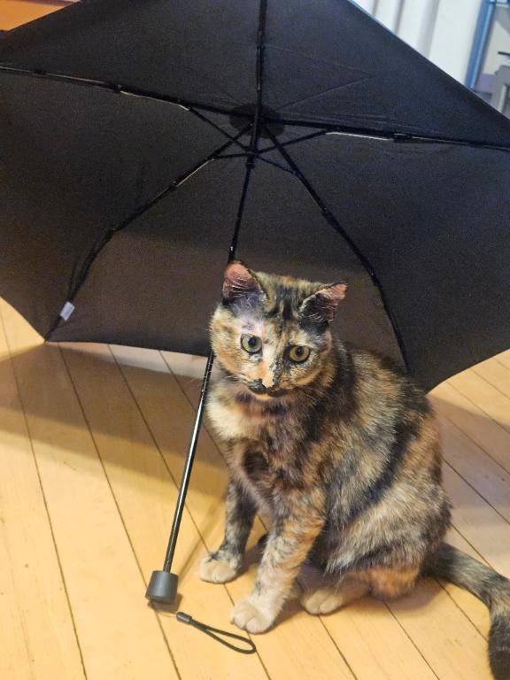 おはようございます