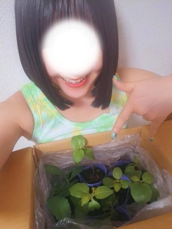 オカワカメを育ててみます