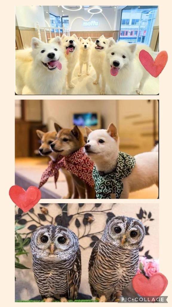 🦉行ってみたい動物カフェ🥰