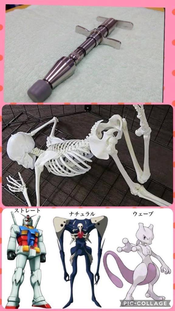 🦴骨を見るのが好きです