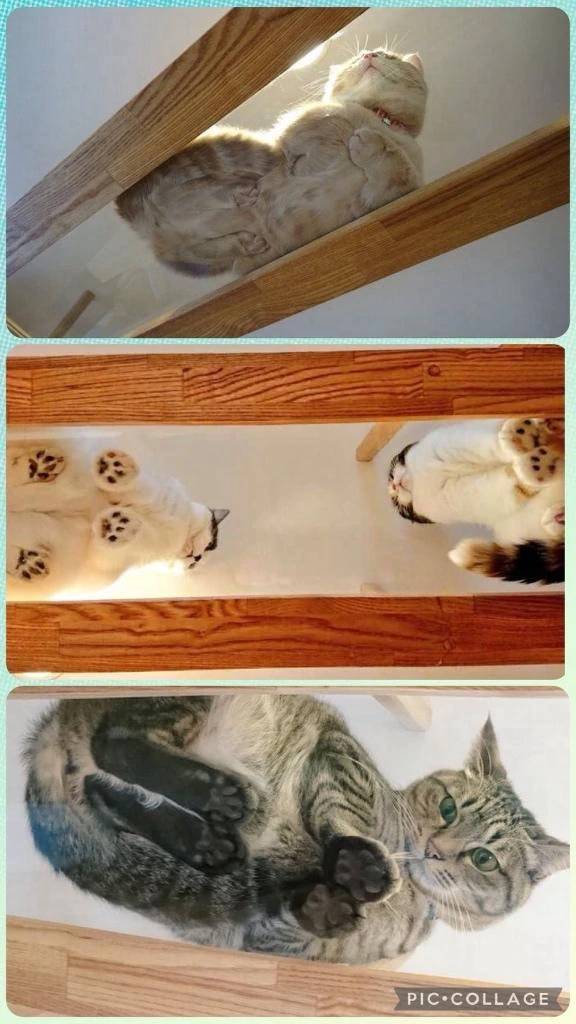 🐾猫カフェで一番好きな瞬間💕