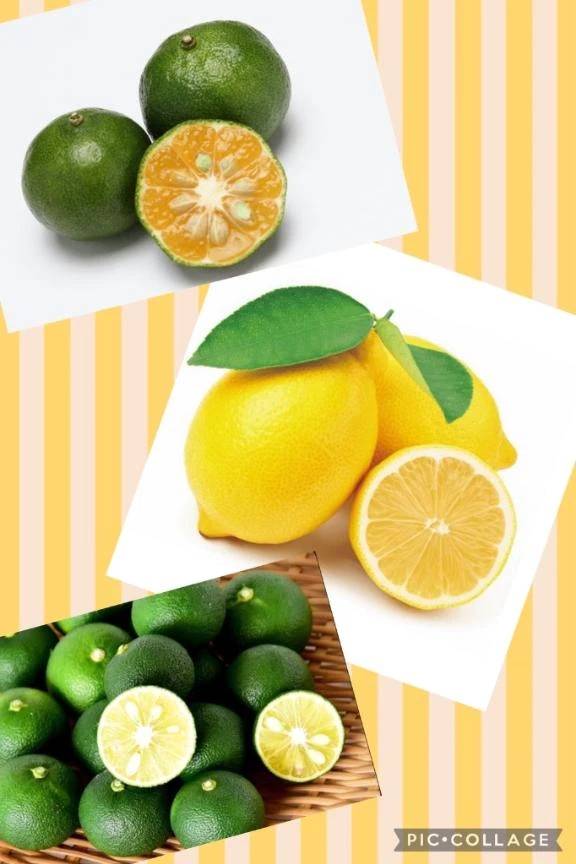 🍋柑橘系に元気をもらってます🥰