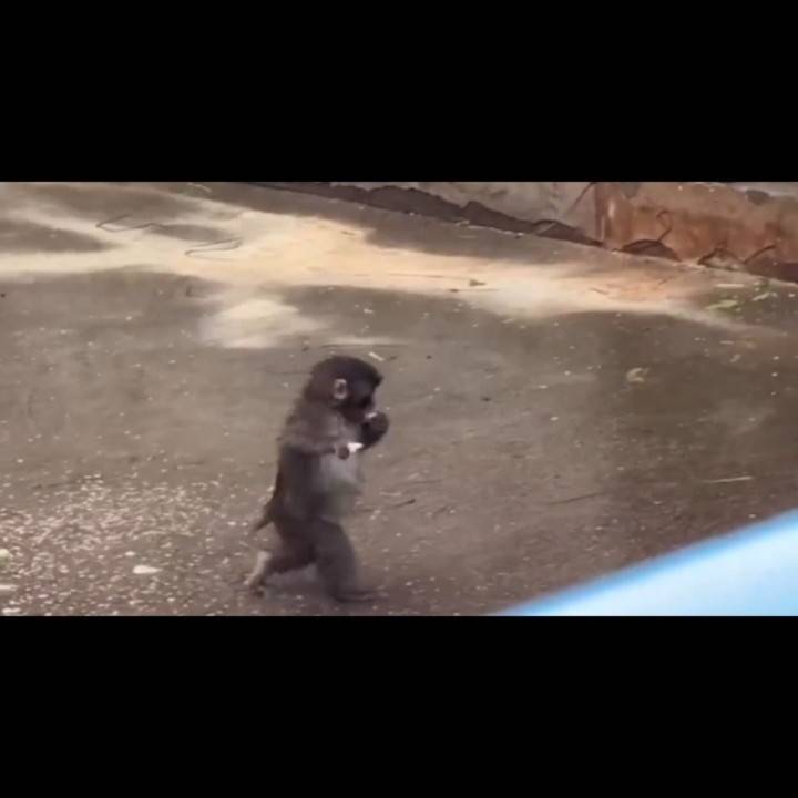二足歩行のパンチくん🐒